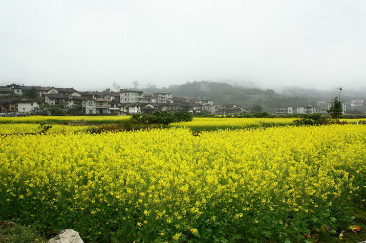 煙花三月盡芳菲福建莆田南少林坪盤村