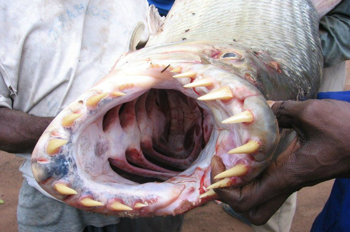 食人鱼的图片 啃噬图片