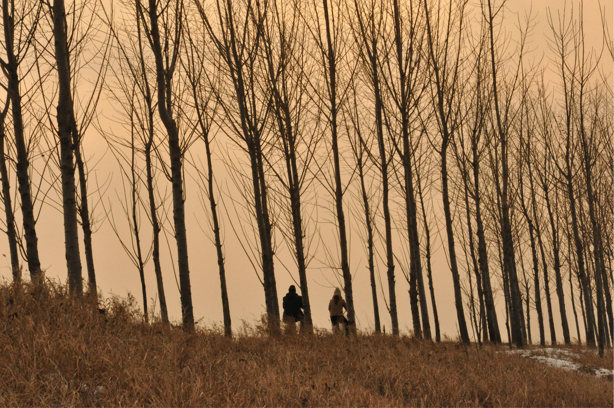 那时我在农场,走在那海堤上,情形与照片差不多,北风吹,大地一片枯黄