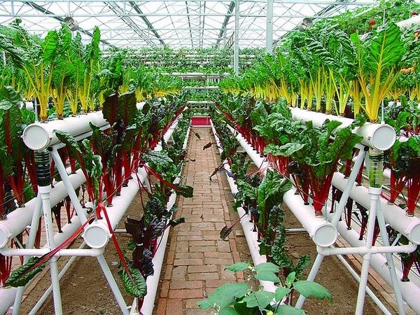 东南花都现代农业馆风采