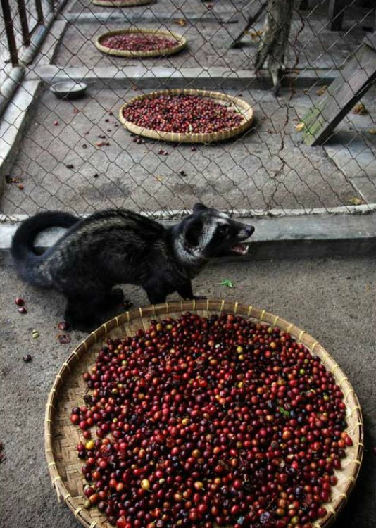 在印尼当地有种动物叫麝香猫,也称"果子狸".