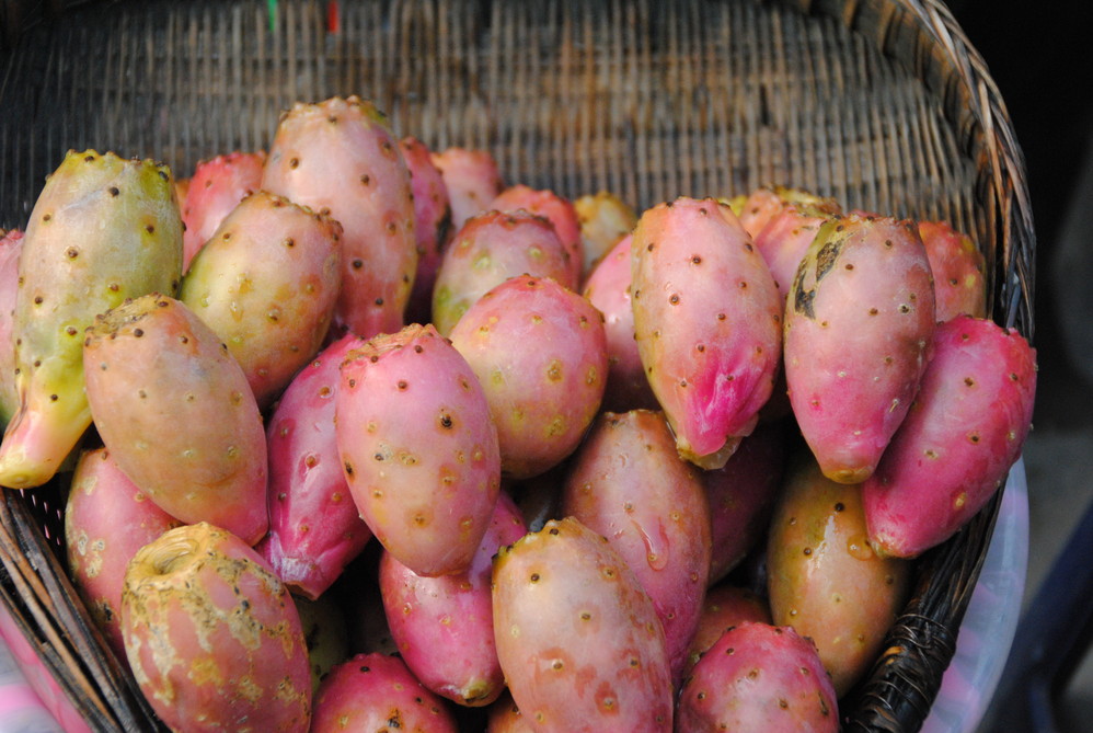 仙人掌果泸定著名的特产——红樱桃享有"水果之王"的美誉.