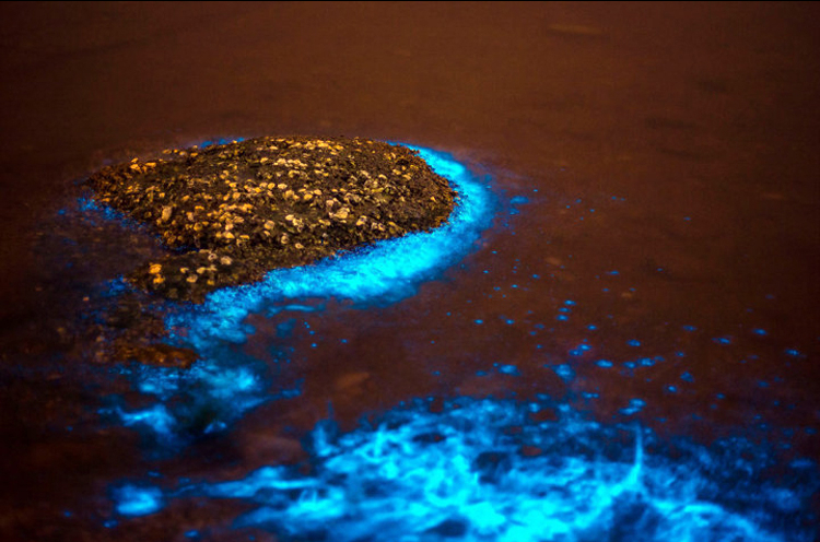 荧光海的成因可能是海水中聚集了发光微生物,持续发光