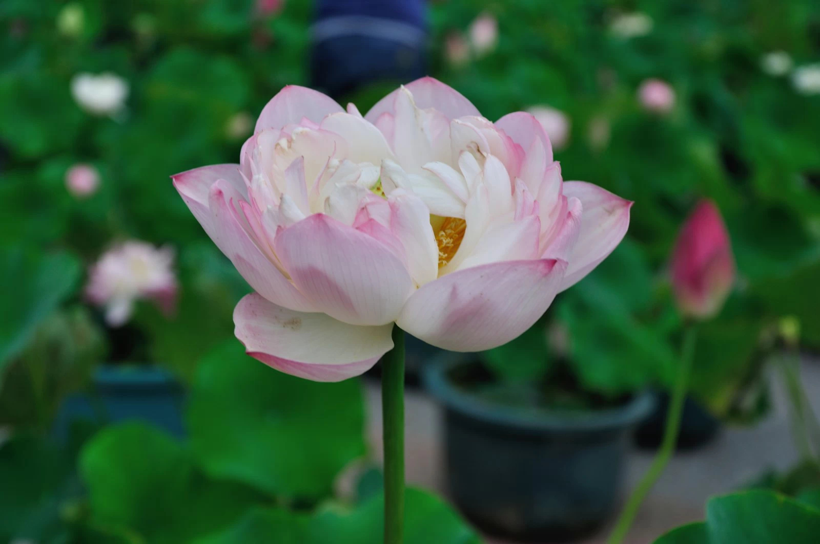 相傳美麗善良的蓮花仙子是天帝的女兒.