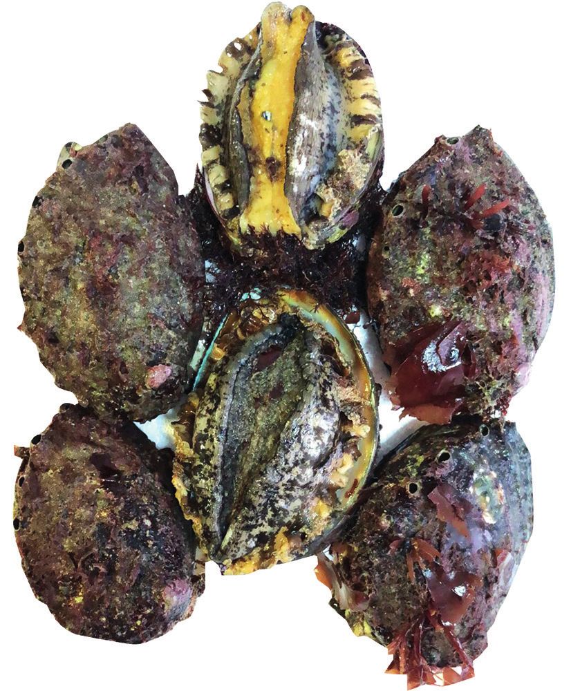 大连:被有轨电车和海鲜唤醒的奇幻城市