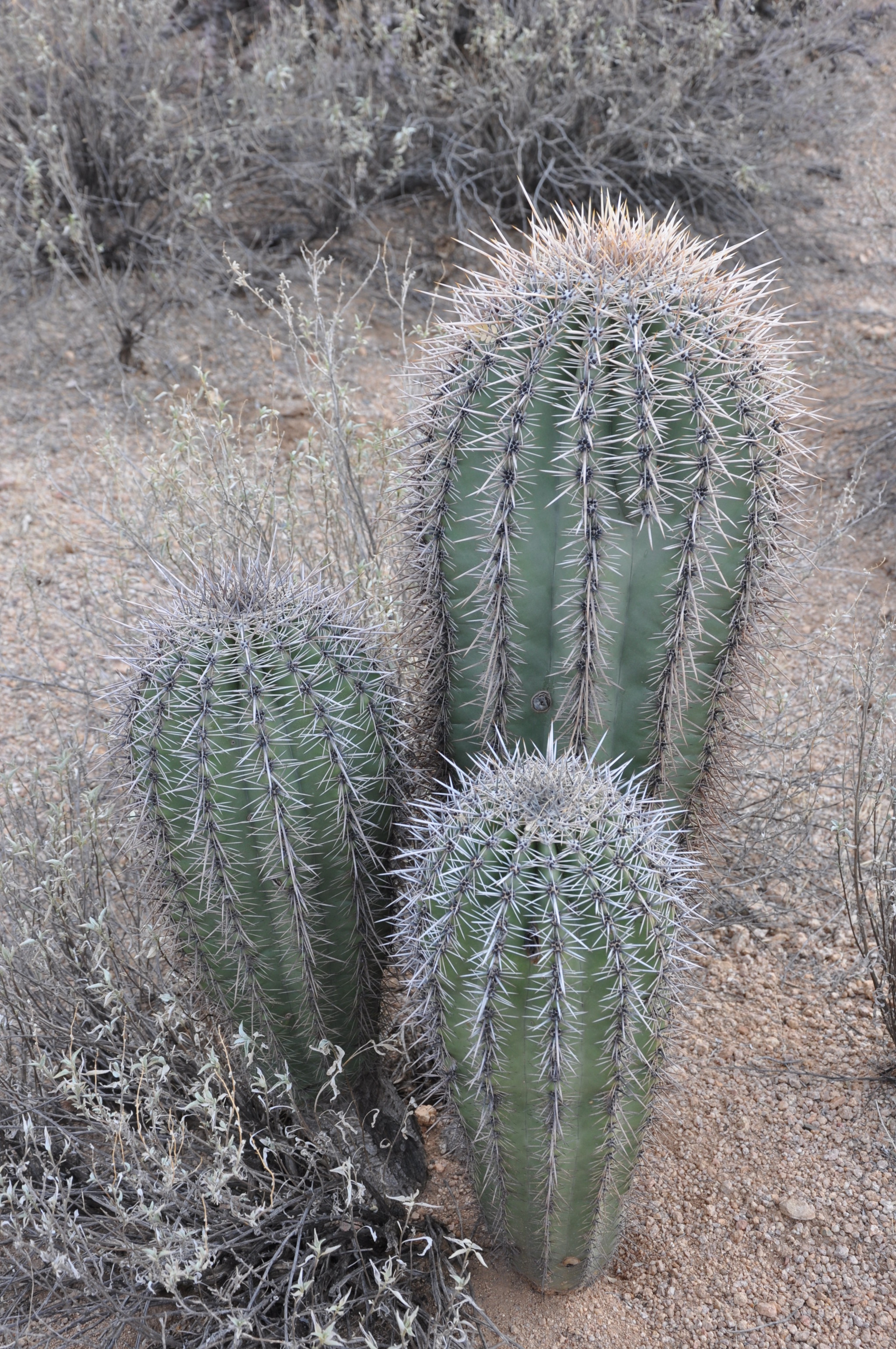 桶状仙人掌(barrel cactus)上面密密麻麻的小弯钩儿