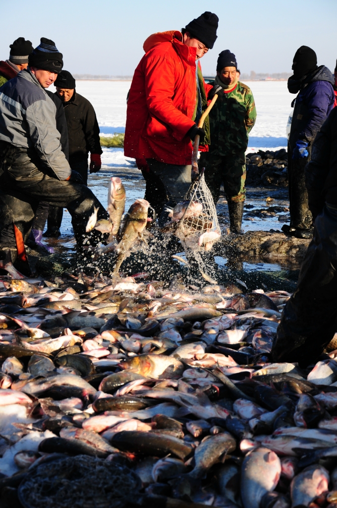 【黑龙江冬季去哪捕鱼】2018黑龙江冬捕时间 地点 开