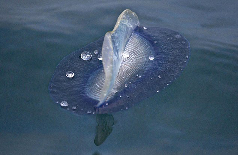 摄影师拍翻车鲀水面觅食照:主要食物为水母