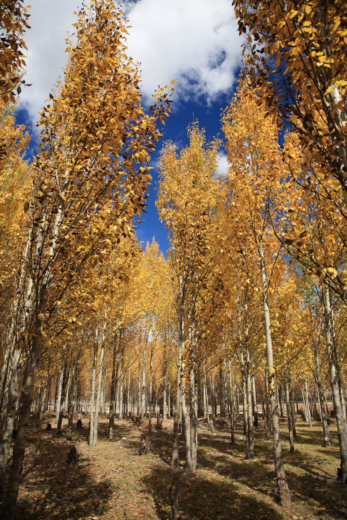 寻找最美秋天,自驾川滇--泸沽湖,稻城行摄