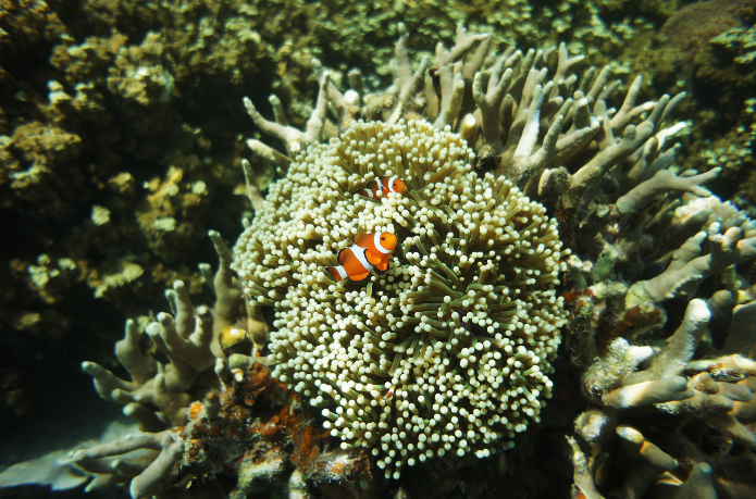 珊瑚花园攻略 珊瑚花园门票 地址 珊瑚花园景点攻略 马蜂窝