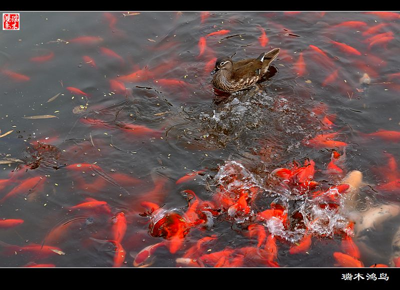 碧水青山曲径遐,绿树掩映春光媚,徜徉于昆明湖西堤畔,漫步林间青石