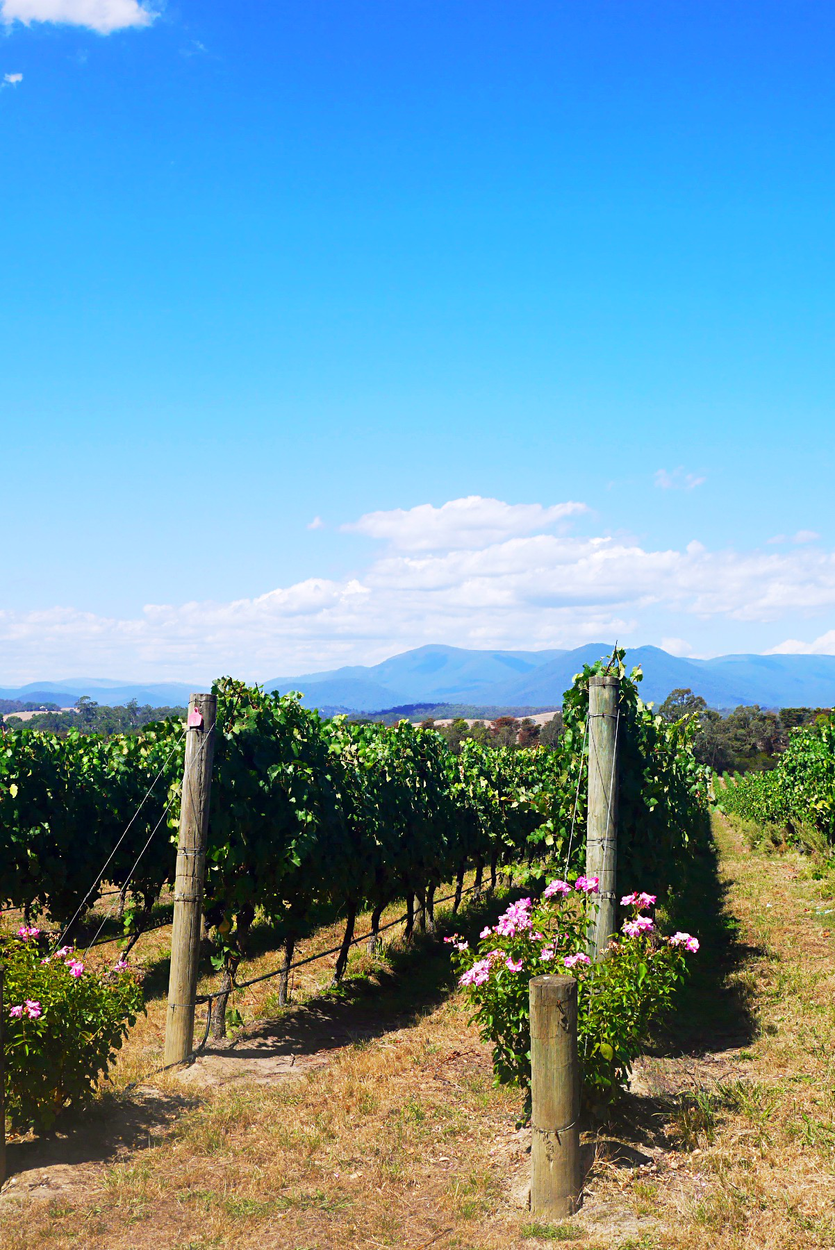 墨尔本 yarra valley 悠哉品酒之旅