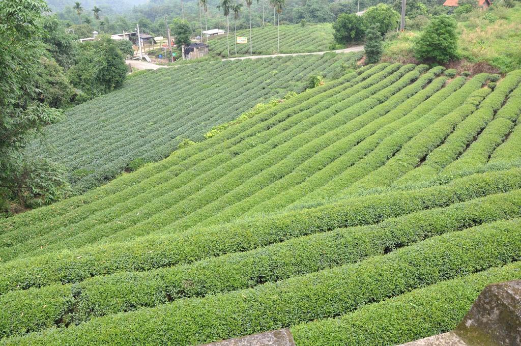 林内乡依山傍水,沃野千顷,是云林县东北屏障,也是嘉南平原北路要冲