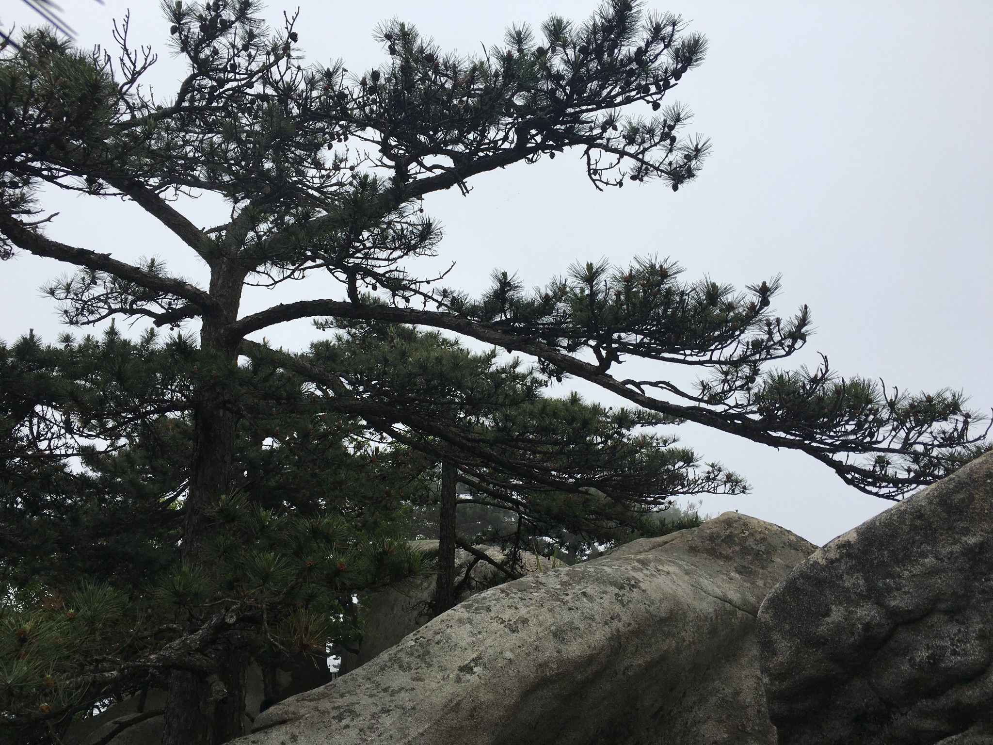 避暑看雲海就來薄刀鋒