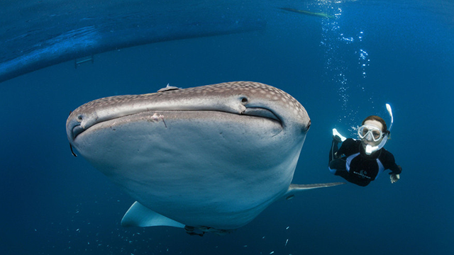 菲律宾杜马盖地出发鲸鲨墨宝一日游 (全程中文导游 与鲸鲨同游 看墨宝