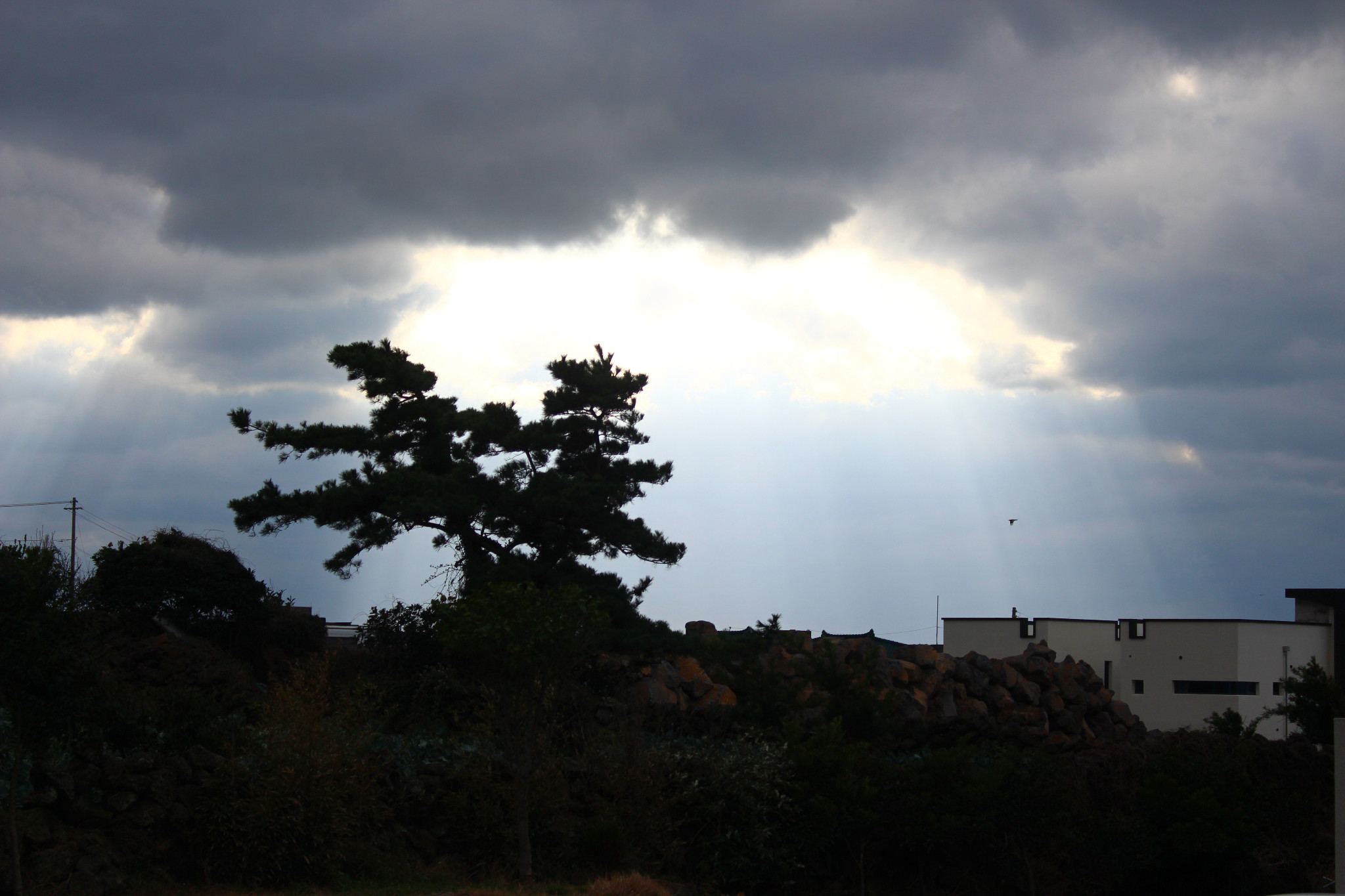 济州岛十二月单身狗吹着年末凌厉的风